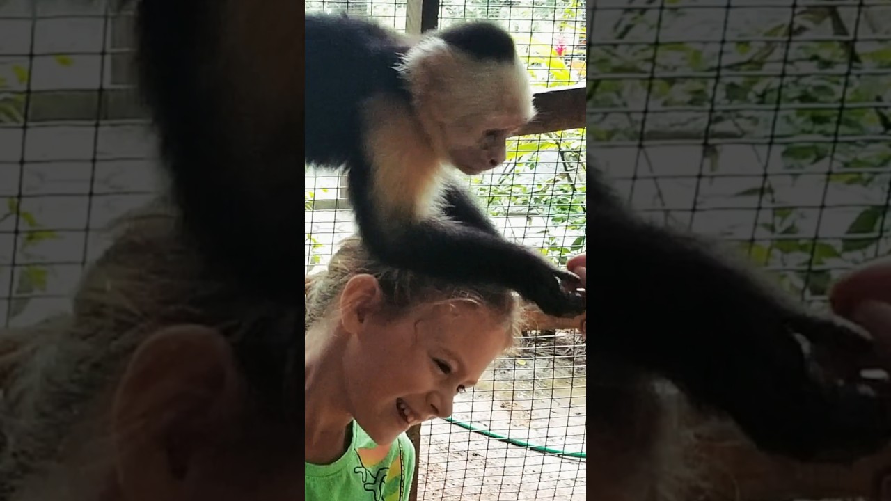Girls First Time Experience with Cute Monkey Climbs On Her To Eat