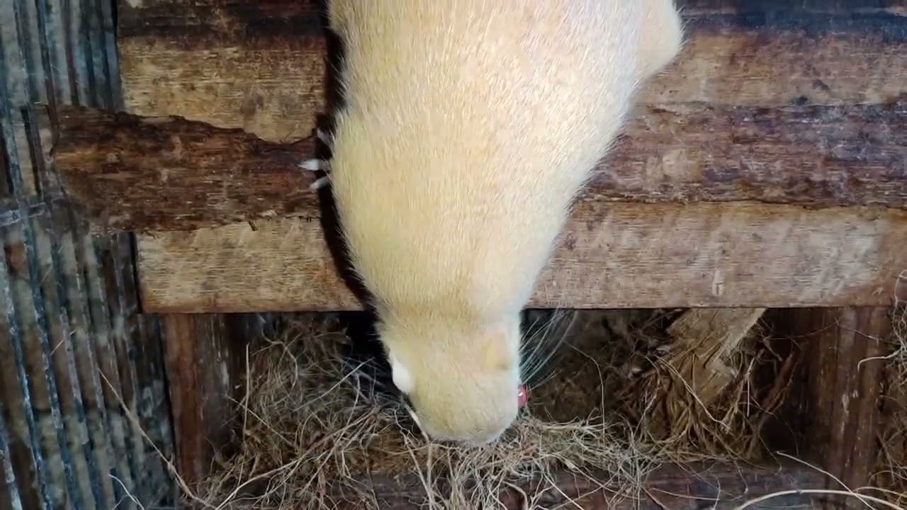 bajing albino mata merah beranak 2 ekor//ternak sampek manak