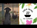 Entrenando a un cachorro para que no persiga las gallinas con EasyDog Academy | Carlo Cocina