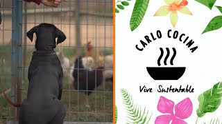 Entrenando a un cachorro para que no persiga las gallinas con EasyDog Academy | Carlo Cocina