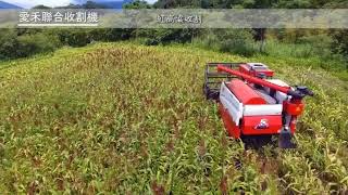 SORGHUM HARVESTING