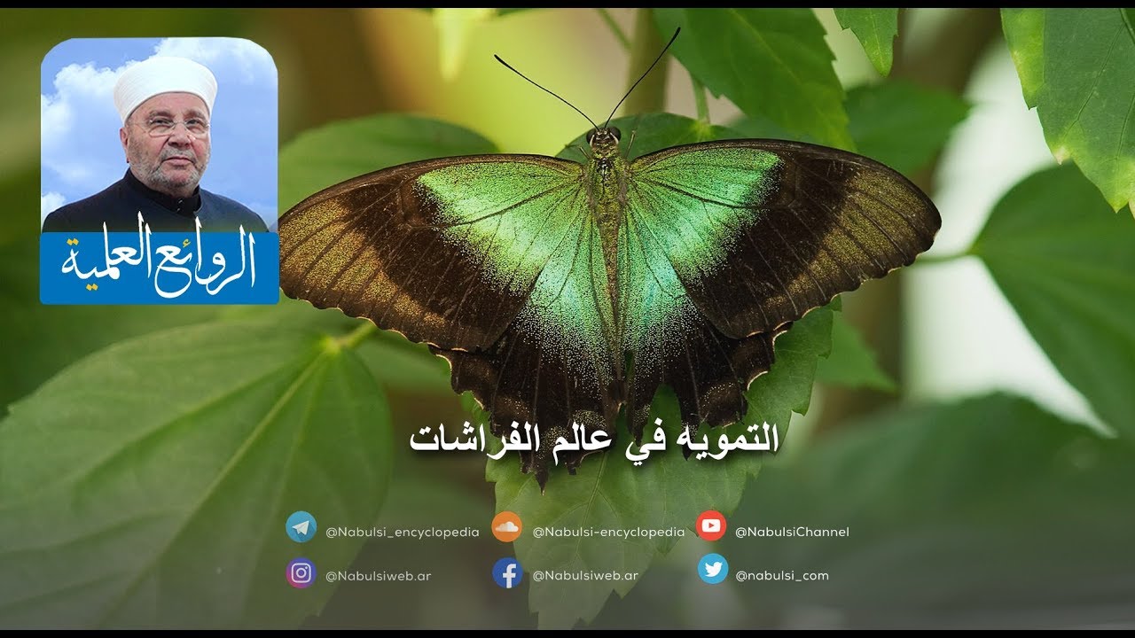 رائعة 013 - التمويه في عالم الفراشات