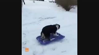 Very Smart Dog Loves Sledding !!! Amazing!!!