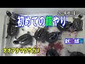 巨頭クサガメの子亀に初めて餌を与えました　～オオアタマクサガメ～