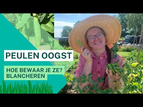 Video: Zaden van zoete erwten bewaren - Hoe verzamel ik zoete erwtenzaden om te planten