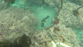 First Dive of 2024, Spearfishing in Monterey California, Big Sur Area @followers