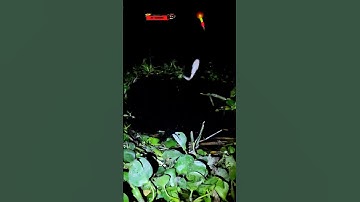 Câu Lure Cá Sông - Con Suối Này Nhiều Cá Giật Sướng Tay