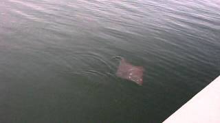Swimming Stingray