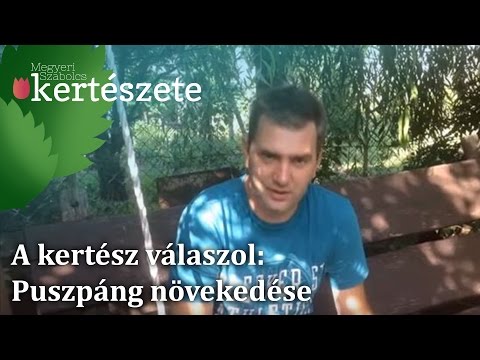 Videó: Boxwood vízigénye: Tippek a bukszus cserje öntözéséhez