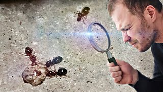 FOURMIS : Comment trouver la fourmilière ? (et s'en débarrasser 🐜🐜🐜)