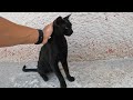 This black tomcat is incredibly cute.