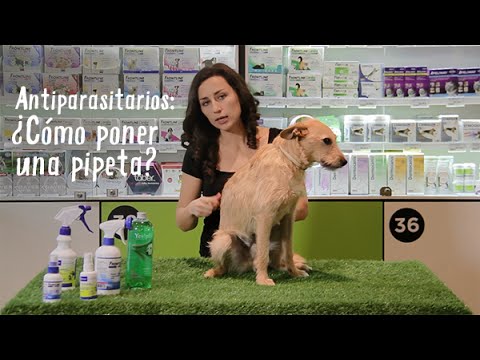 Cerveza inglesa radiador Electricista Antiparasitarios: Pipetas para perros y gatos - Tiendanimal - YouTube