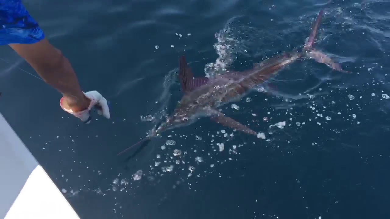 PIrates Cove Billfish Tournament 2017