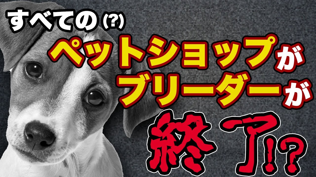 営業終了！？数値規制による影響はペット業界を苦しめるのか？ペットショップ、ブリーダーの生活は？愛犬大好き、松本秀樹が語る！