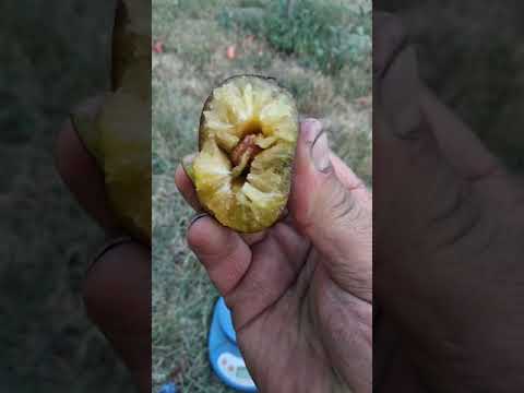 Video: Plum 'Haganta' сорту: Haganta кара өрүк дарактарын кантип багуу керек