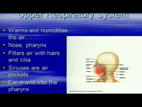 Pathophysiology Respiratory Part 1 - YouTube