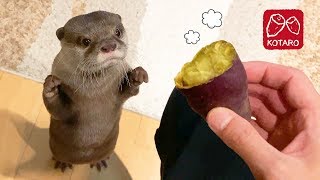 カワウソ  コタロー　焼きいもの匂いにつられてやって来た　Kotaro the Otter Lured in by the Smell of Baked Sweet Potato