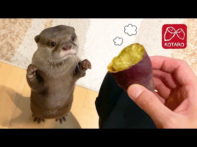 カワウソ  コタロー　焼きいもの匂いにつられてやって来た　Kotaro the Otter Lured in by the Smell of Baked Sweet Potato