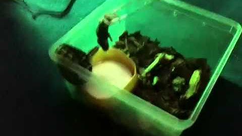 Feeding the carpet python