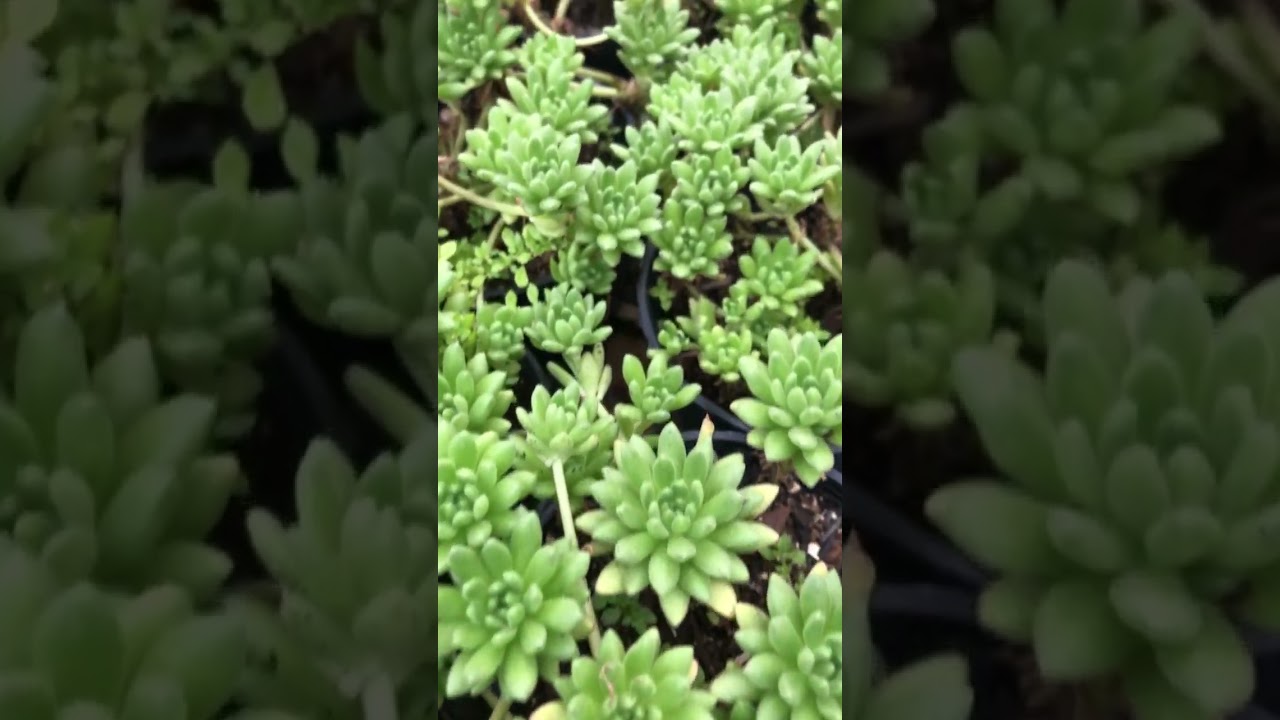 Sedum hirsutum var. Baeticum www.retalhosverdes.com.br