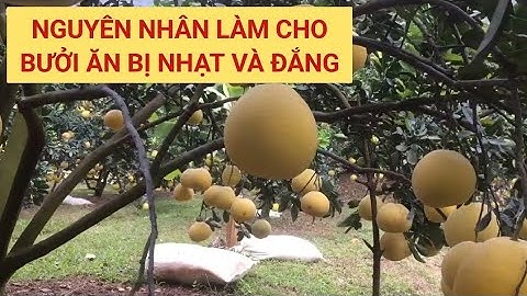 nguyên nhân dẫn đến bưởi ăn nhạt và đắng
