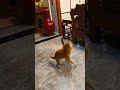 Bagad billa#Lappu#Comedy#Dog#Cat