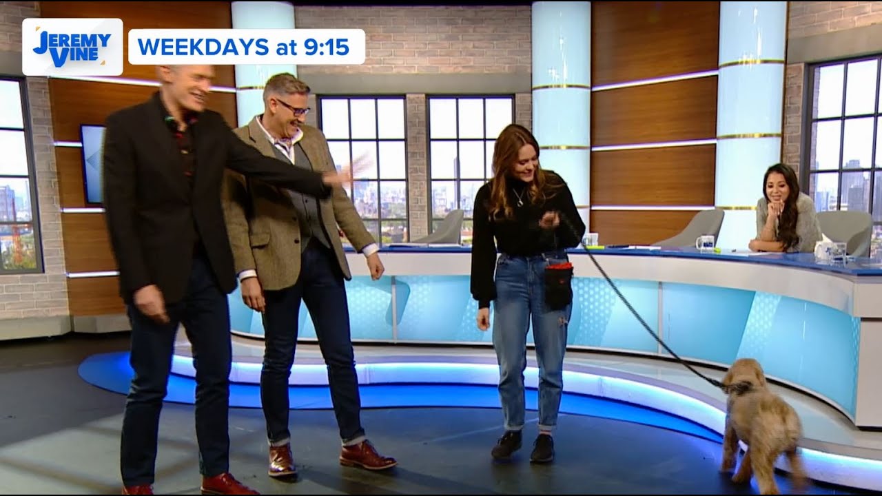 graeme hall reactive dogs