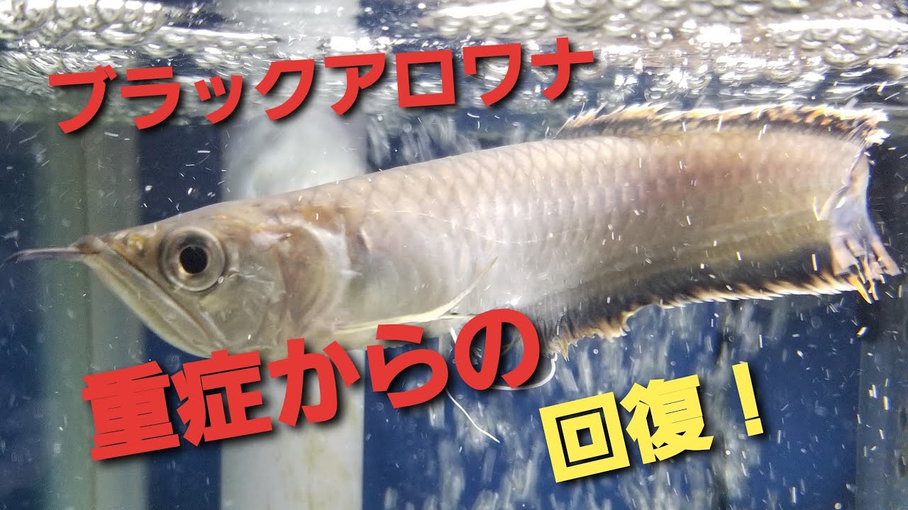 チャレンジ ブラックアロワナ 稚魚からの飼育 Youtube