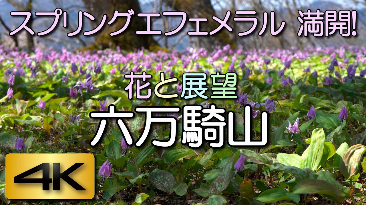 六万騎山。新潟魚沼盆地の里山。残雪纏う峰々と百花繚乱の散歩道。