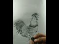 Simple pen sketch drawing drawing shorts