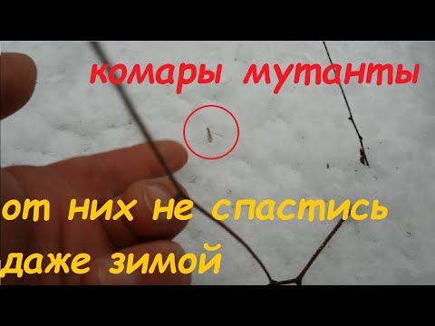 СТРАННЫЕ ВЕЩИ СНЯТЫЕ НА КАМЕРУ/Комары мутанты атакуют/Strange Phenomena Caught on Camera