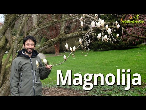 Video: Obrezovanje drevesa magnolije - nasveti za obrezovanje dreves magnolije