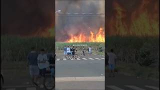 Incêndio em canavial em Tanabi #reels #shortsvideo