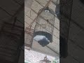 burung BIMOLI belajar bunyi