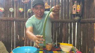 El jugo de este maguey se utiliza para curar los golpes y heridas del cuerpo