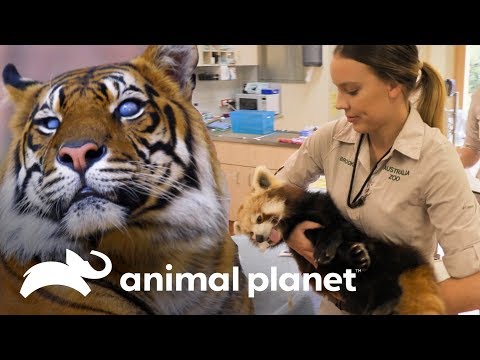 Vídeo: Austràlia Zoo: La guia completa