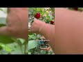 How To Prune Roses Correctly After Flowering #gardening