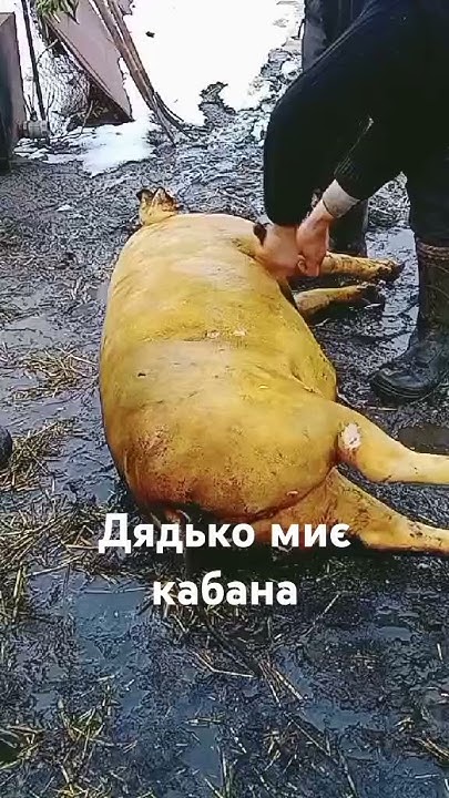 Водні процедури - YouTube