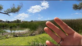 Outdoor ASMR: Camera Tapping, Tracing, etc.🌳🐾 screenshot 4