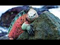 STRANGEST Creatures of the Galapagos Islands !