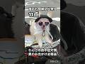 わんこの熱中症対策 #愛犬 #犬 #可愛い #熱中症対策 #shorts