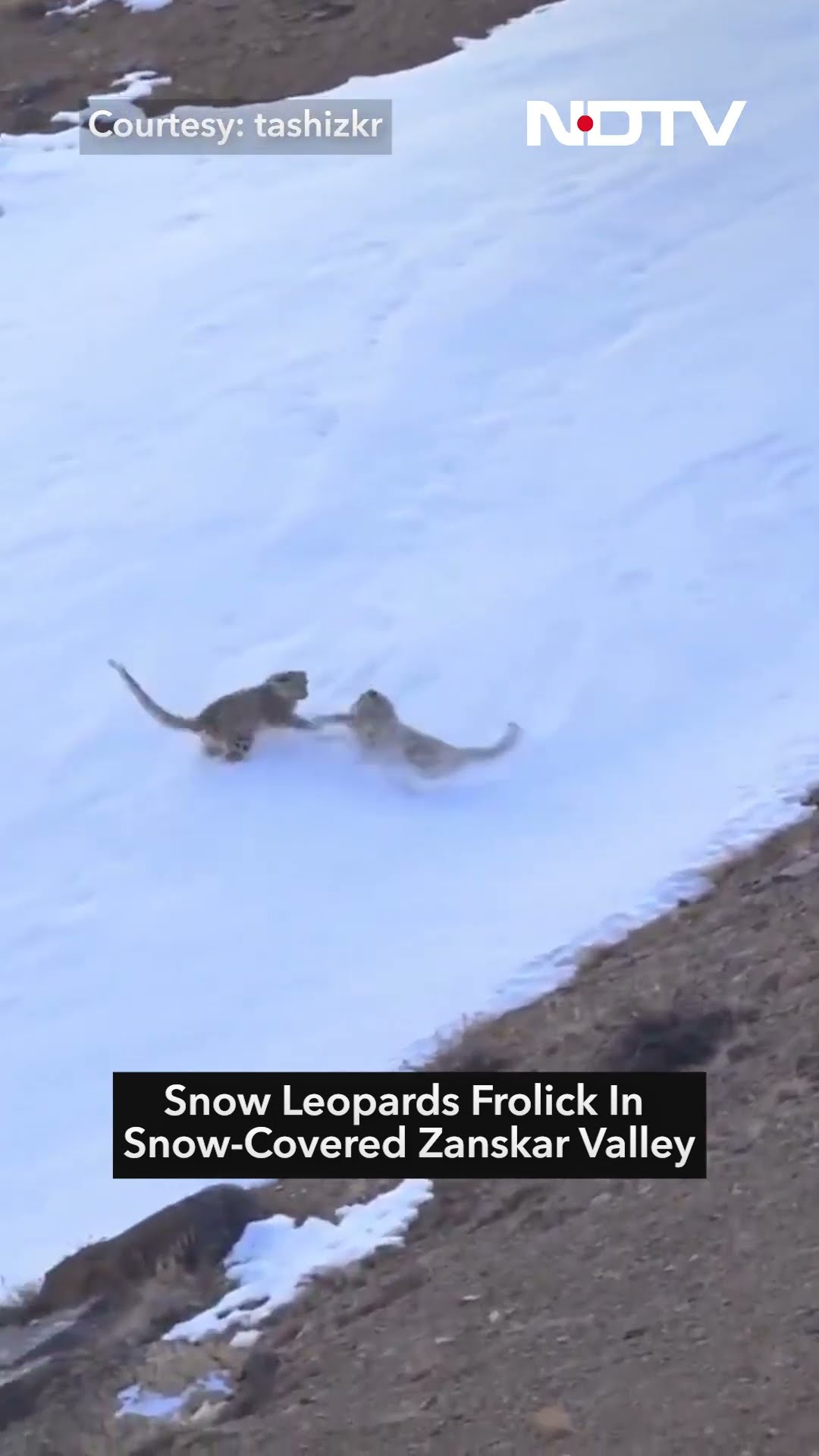 Video Of Snow Leopards Frolicking In Snow-Covered Zanskar Valley Delights Internet