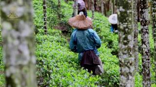 Taiwan Agra Boutique Formosan Farms Sun Moon Lake Black Tea