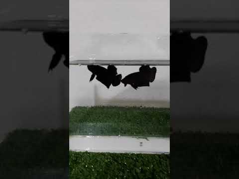 Super Black