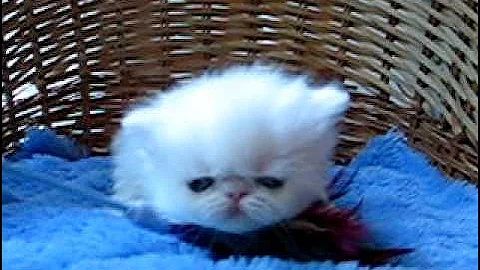 Video 11690611: eyed white persian kitten, blue white persian kitten, blue eyes male kitten, gorgeous kittens