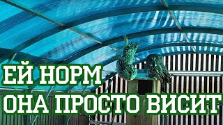 Это Бэтмен! А я думала, сова... by Центр реабилитации «Воронье Гнездо» 4,103 views 4 weeks ago 9 minutes, 55 seconds