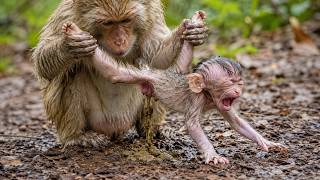 🔴 LIVE : Newborn Monkey's Heartwarming Journey | Feeding, Playing & Sleeping