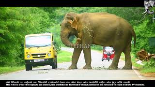 People are afraid to go on the road because of the fierce elephant on the road  #elephant by BLACK ELEPHANT 673 views 1 month ago 6 minutes