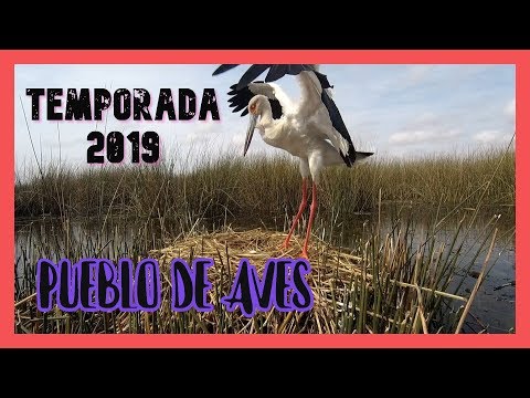 Video: Pueblo De Aves