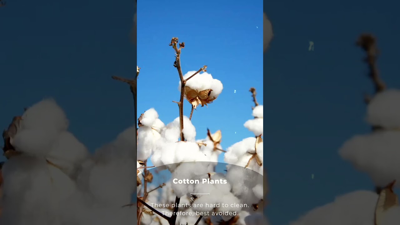 10 Plants That Are Known To Attract Negative  Energy🪴 